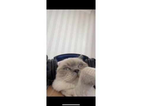 British longhair bulut oğlumuza bakacak bir yuva arıyoruz