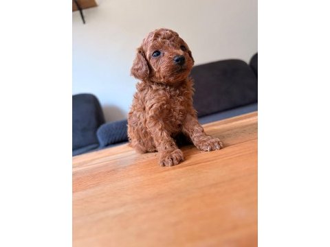 Muhteşem güzellikte teacup poodle yavruları