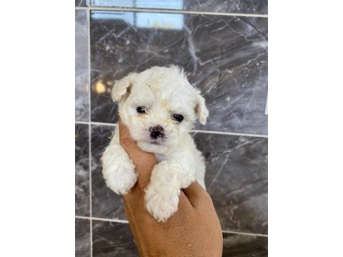 Orjinal kar beyaz bichon frise yavrular 