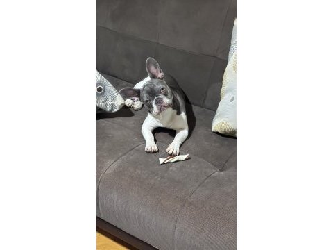 8 aylık dişi french bulldog