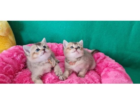 Golden british shorthair yavrularımız hazır
