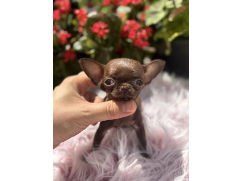 Teacup dişi elma kafa chihuahua