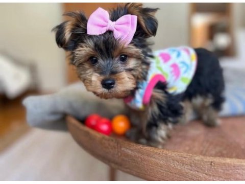 Teacup ve 0 no morkie yavrular
