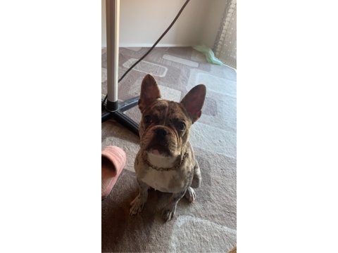 7 aylık dişi merle french bulldog acil