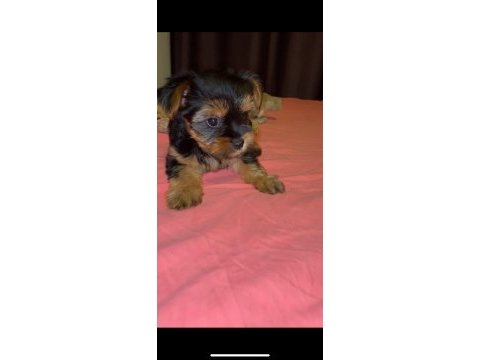 Yorkshire terrier yavruları