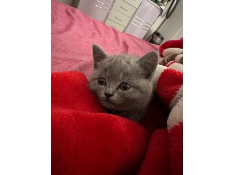 Bakmadan geçmeyin british shorthair açıklamayı oku