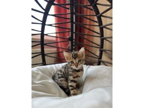 Bengal kedisi kardeşler