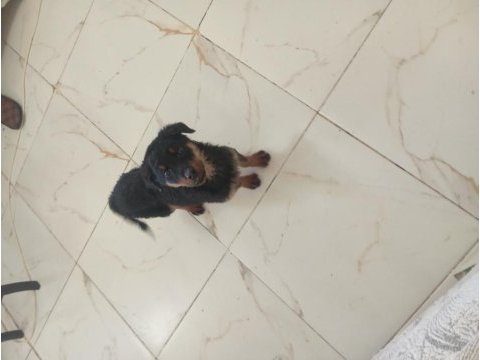 Dişi erkek rottweiler