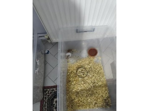 Hamster çiftimiz