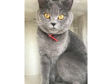 British shorthair gri kedimiz