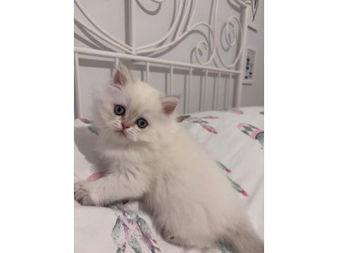 Safkan british longhair bebekler