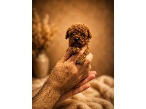 Safkan toy poodle köpeği