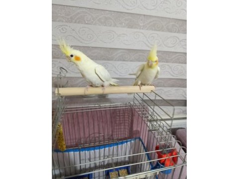 Sultan papağanı yavru 2 aylık