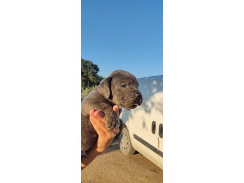 A şecereli şampiyon kan hattı cane corso