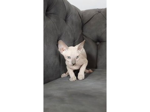 Kanada sphynx kedisi + 2 aylık + erkek