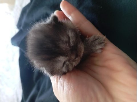 Tek yavru kaldı çikolata lilak scottish fold