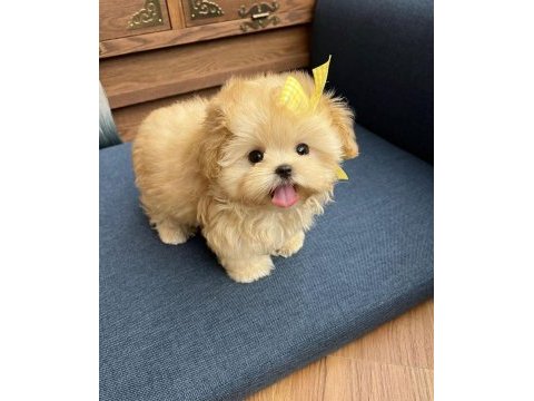 Üst kalite maltipoo bebeklerim