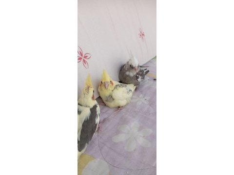 Yeme düştü grey pied vayfi lutino sultan papağanı