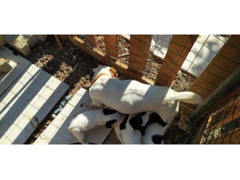 2 aylık jack russell safkan