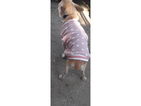 Acil şivava betty