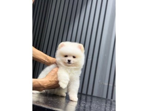 Sağlık ve ırk garantili pomeranian boo