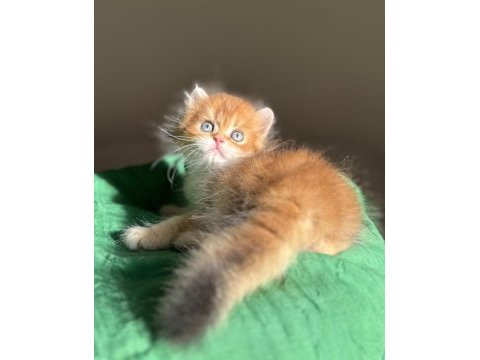 Ny11 golden mükemmel kalite british longhair