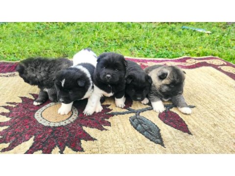 Amerikan akita yavrularımız yeni sahibini arıyor