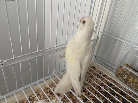 Kırmızı göz (cremoni) erkek sevda papağanı