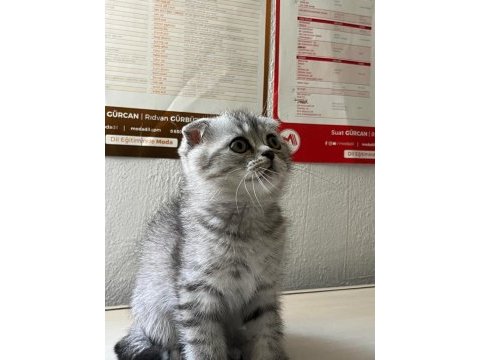 Scottish fold