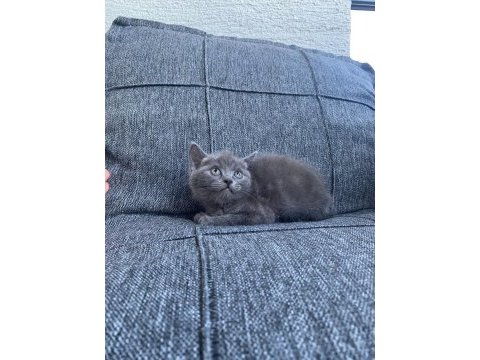 2 erkek british shorthair blue yavrular