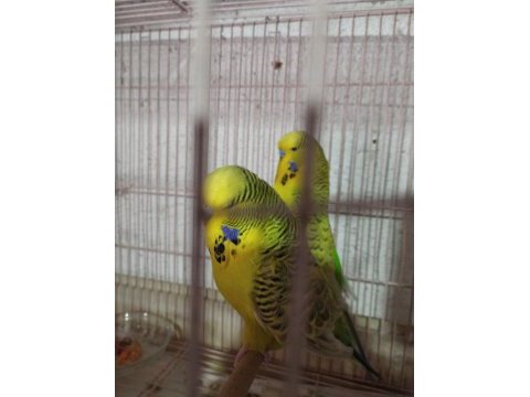 Jumbo muhabbet kuşu ve kırık çeşitler