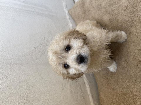 2 aylık terrier