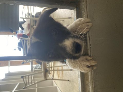 Border collie köpeğimiz