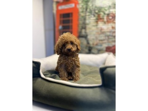 Toy poodle güzelliği @petclubadanaa