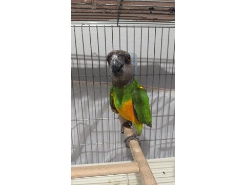 Senegal papağanı 13 aylık