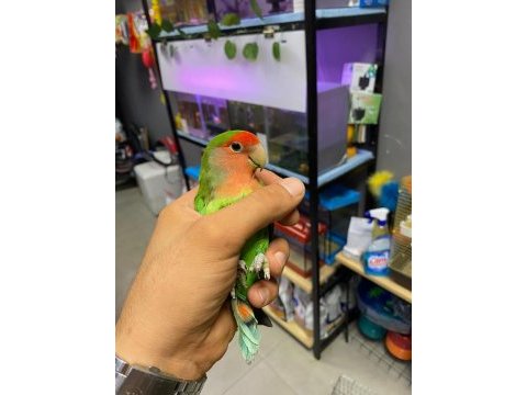 Yavru sevda ve cennet papağanlarımız