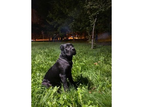 5 aylık cane corso