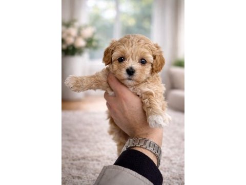 F1 maltipoo toy boy yavrular