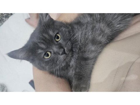 Orjinal blue point-british shorthair yavrular