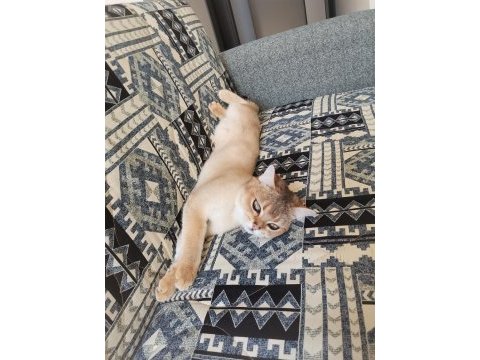 8 aylık erkek british shorthair fotolar yeni