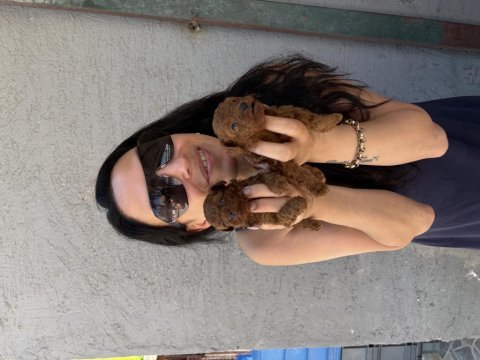 Toy poodle yavrularım sağlık ve ırk garantilidir