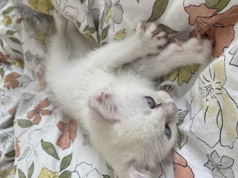 Yavru erkek kedimiz