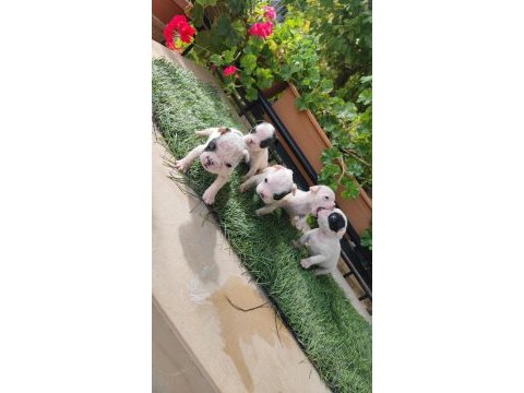 Bir o kadar sevimli french bulldog