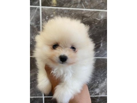 Orjinal minyatür pomeranian