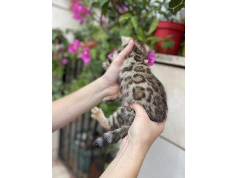 Bengal yavru kedim
