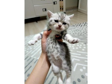 British shorthair bebişlerimizi sahiplendiriyoruz