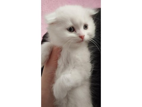 British longhair kedisi