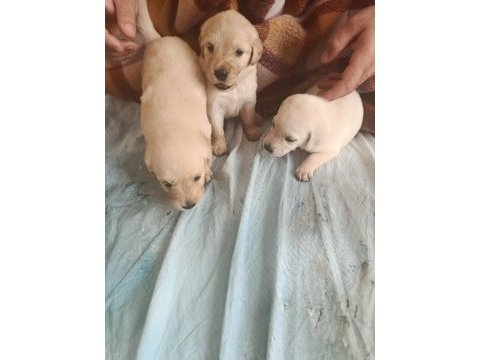 Oyuncu golden retriever bebekler