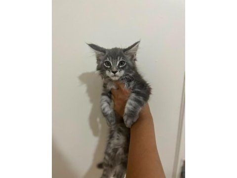 Safkan maine coon yavruları anne ve baba scr kayıtlı