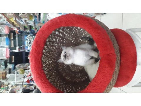 Çikolata point british shorthair